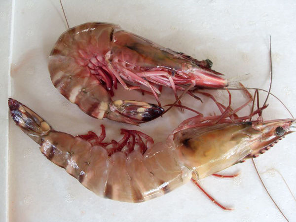 Picture for category Crustaceans