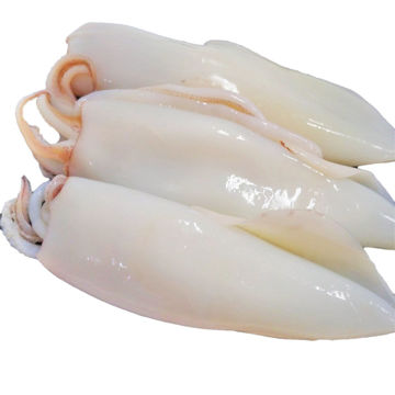 Picture of FROZEN SQUID WHOLE CLEANED 2"UP