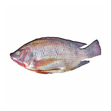 Picture of FROZEN TILAPIA GILL GUTTED & SCALED OFF (GGS)  550-800G